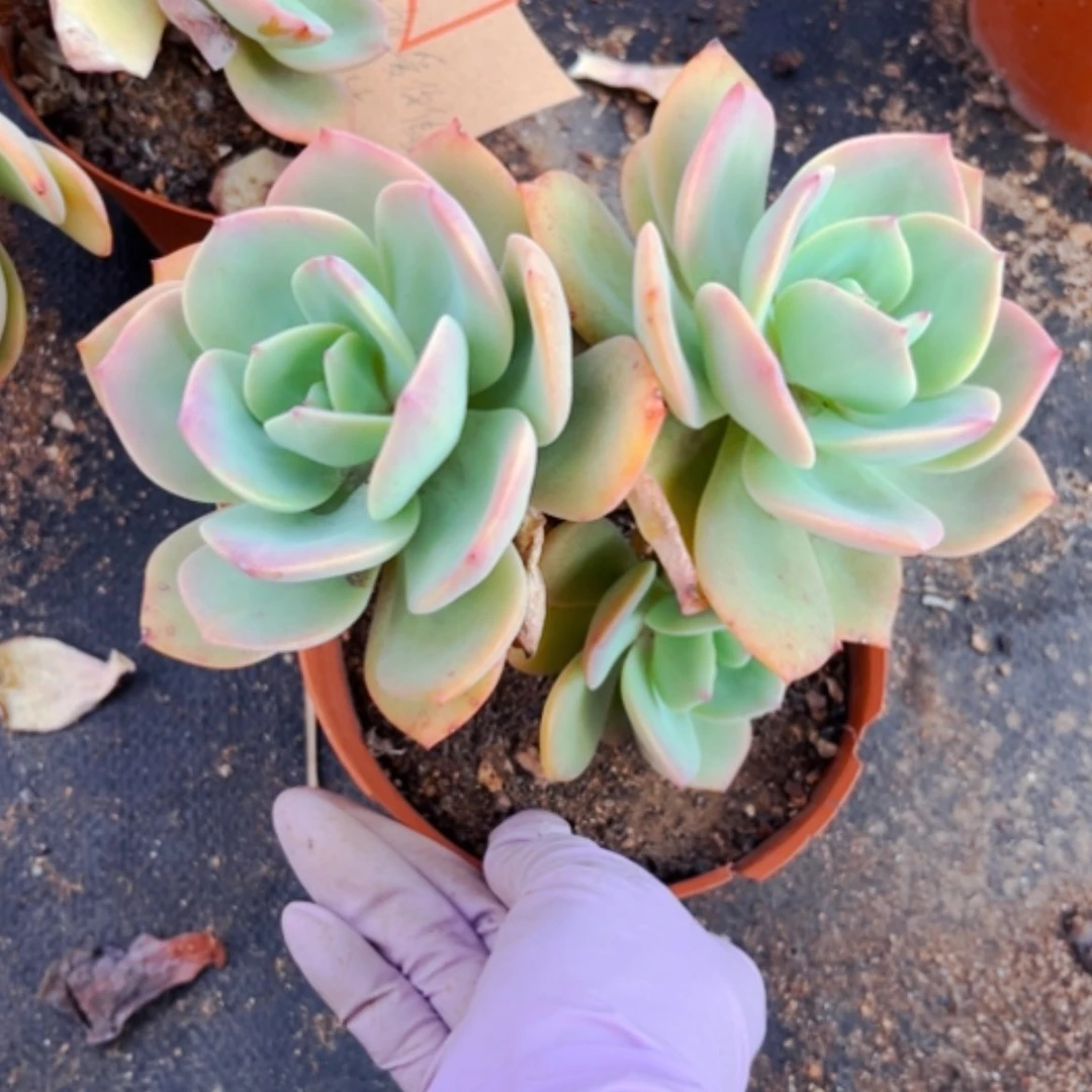 【闪购商品】我****吗白凤