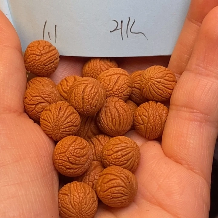 吊坠桃核秦岭龙纹桃核11尺寸