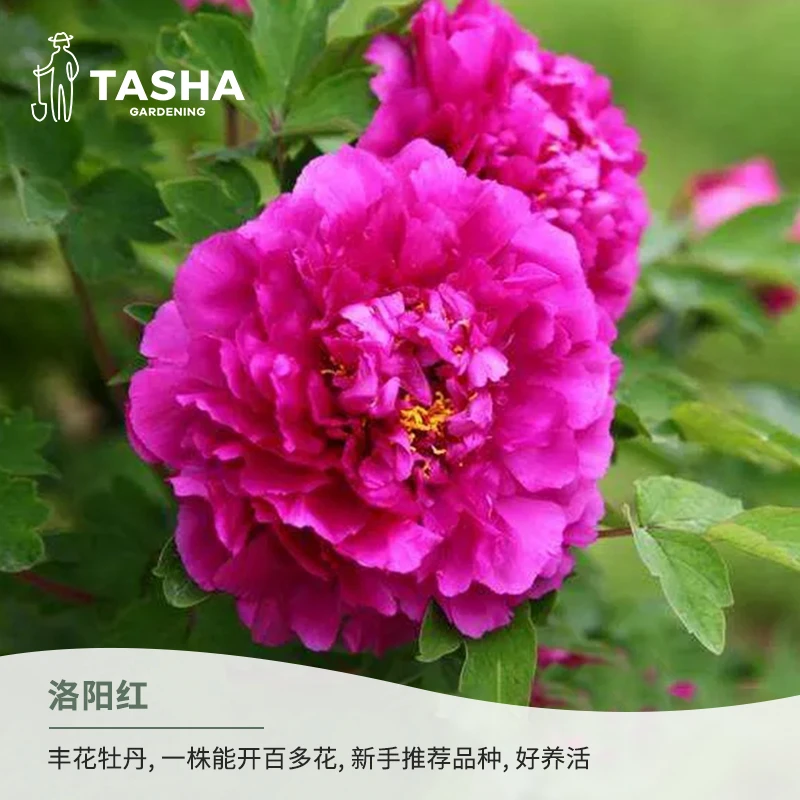 塔莎的花园牡丹盆栽家庭花卉植物切花多年生喜光