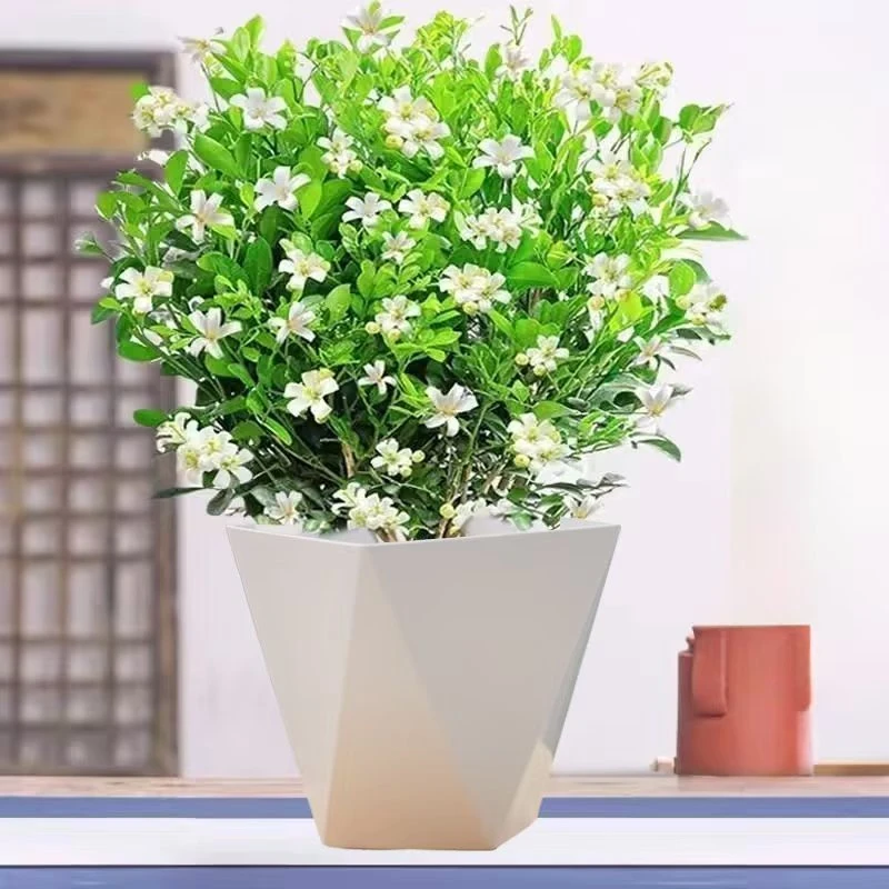 九里香盆栽浓香驱蚊植物四季好养七里香树苗室内好养花卉网红绿植