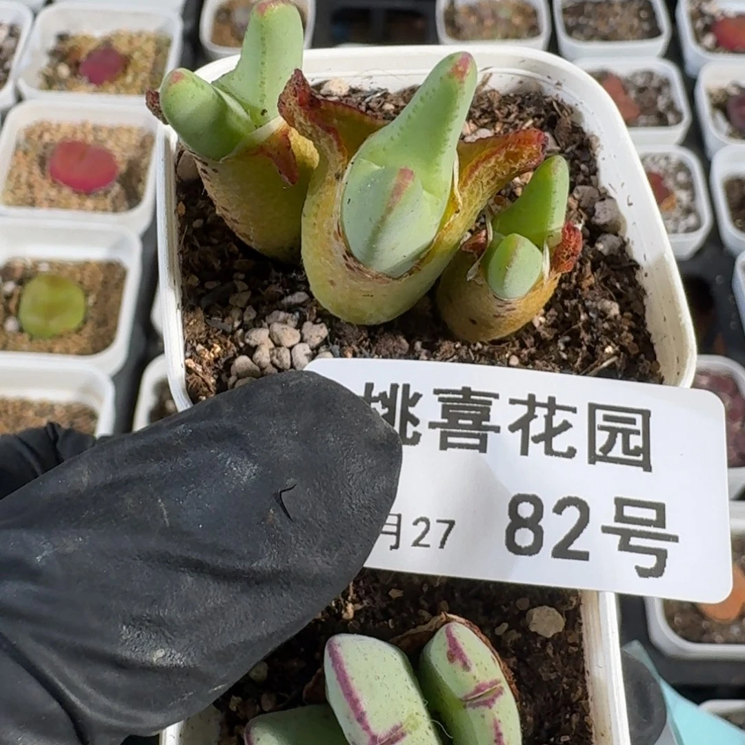 机***瓜桃喜花园0627-82少将福利