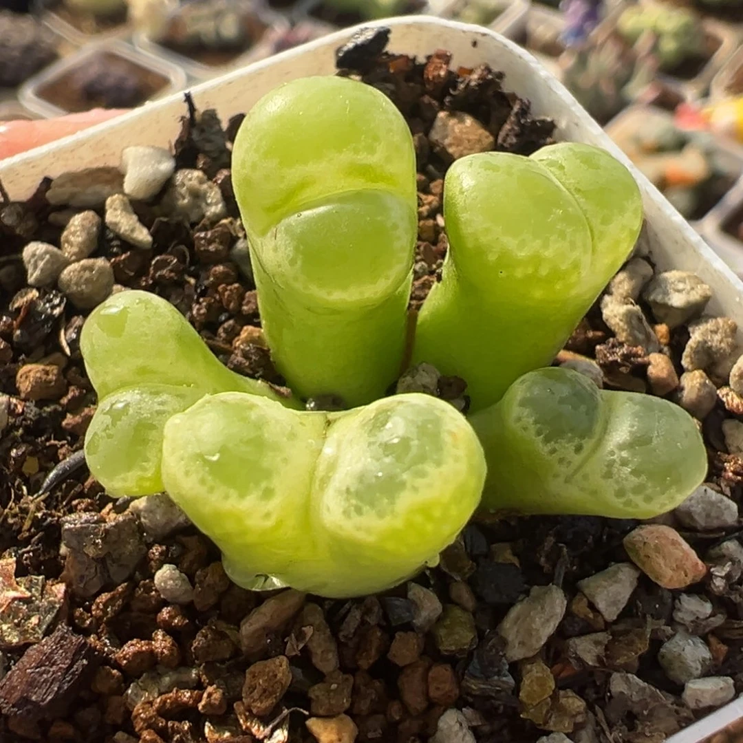 571多肉植物种类多样