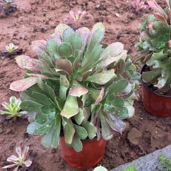 柠檬玫瑰不包断枝