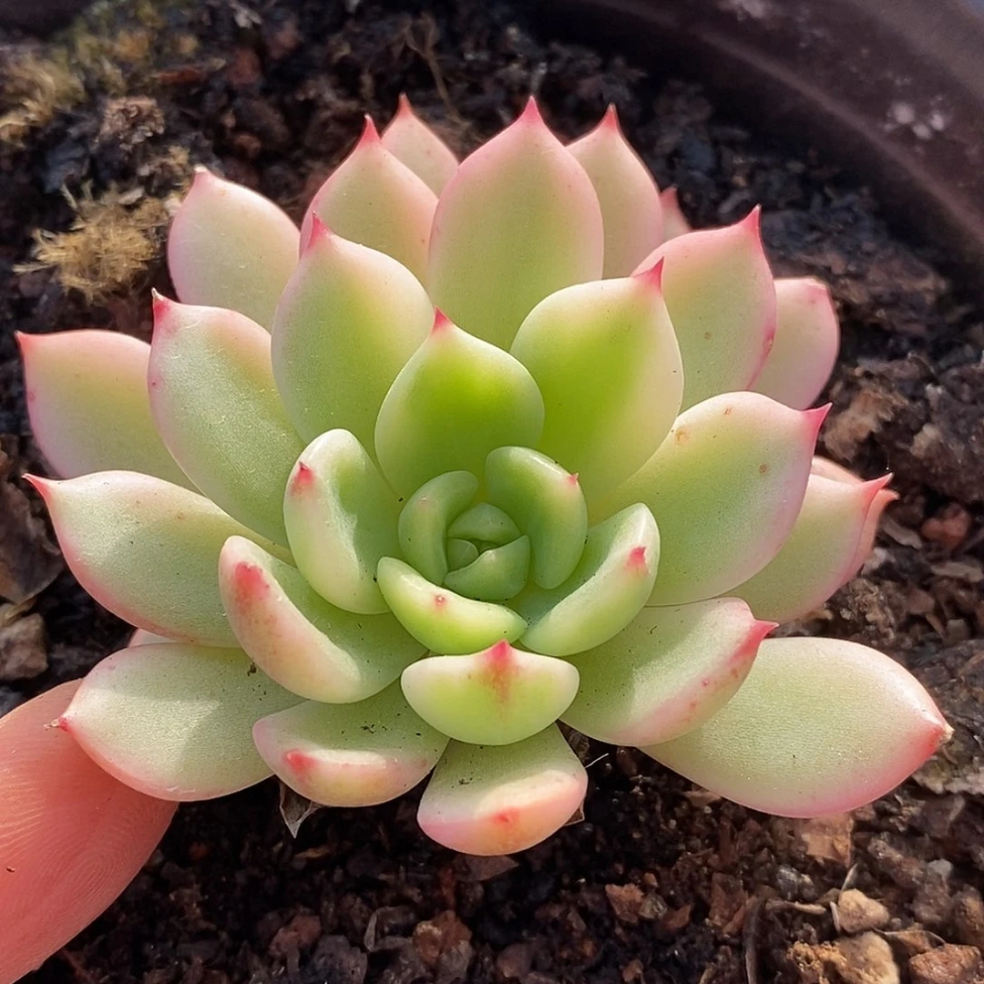 695三文鱼哈哈哈哈哈