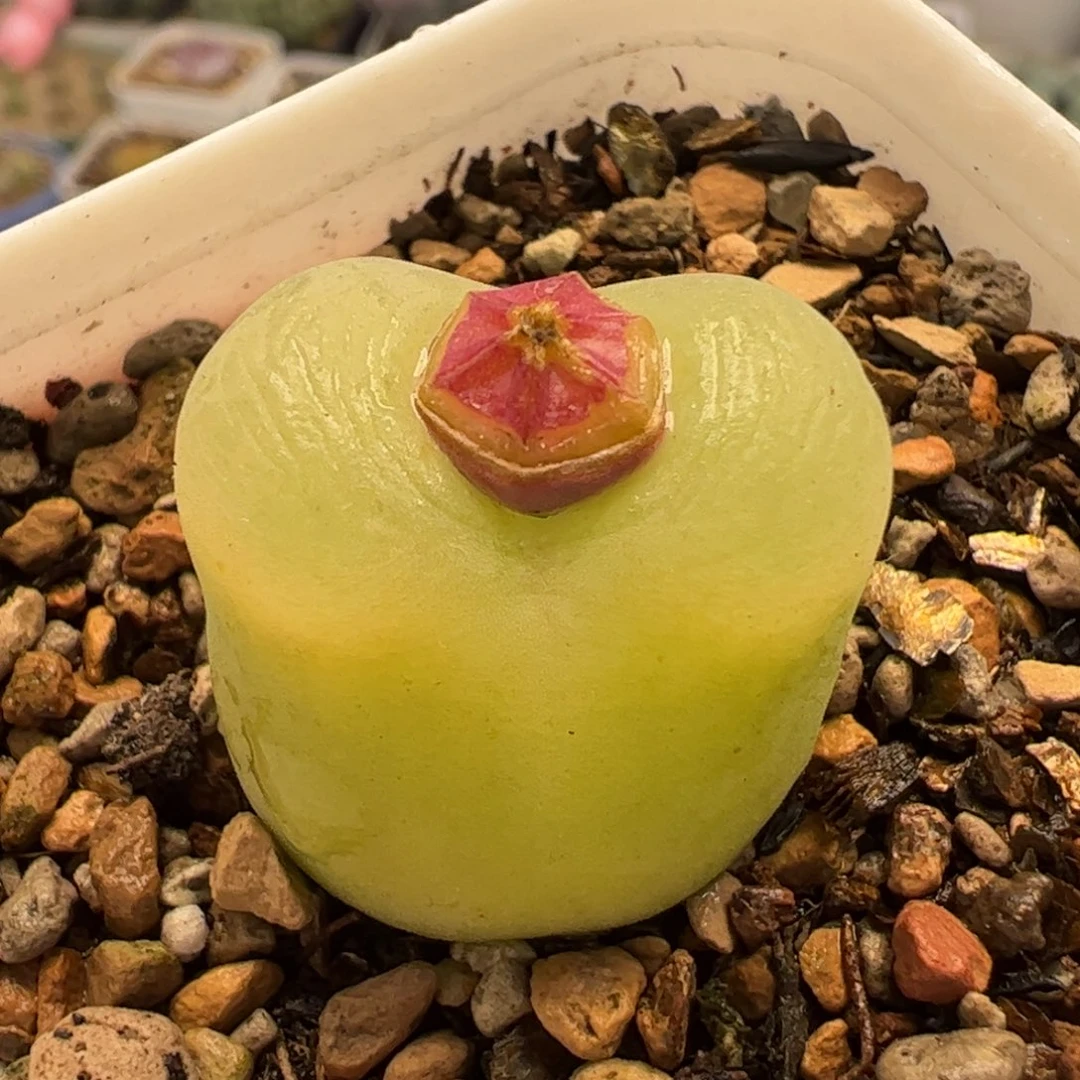 056多肉植物百科