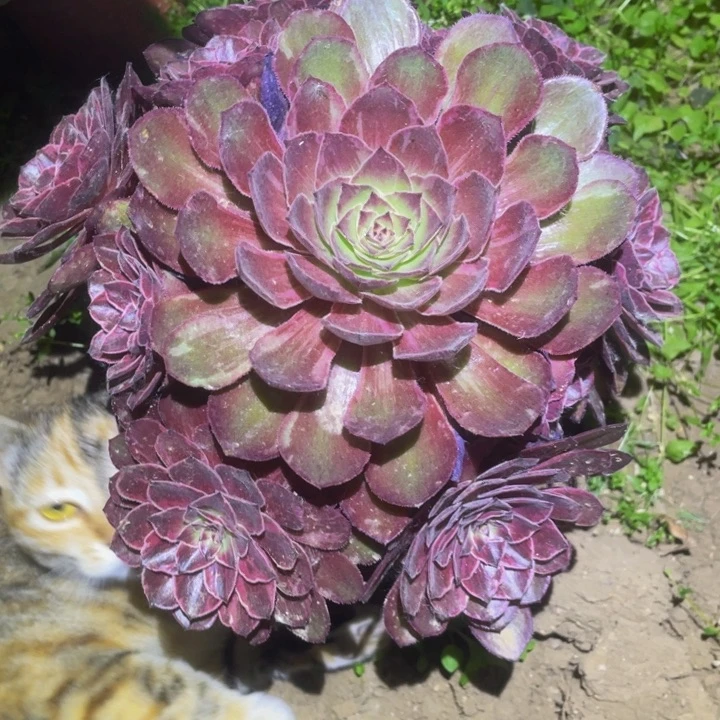 9561万圣节红拉丝多肉植物