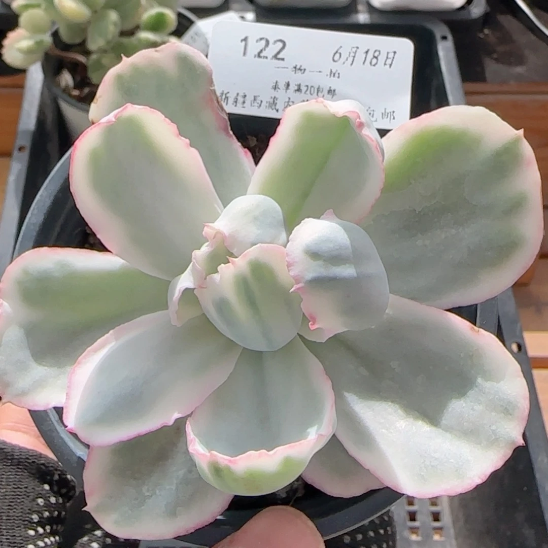 0618-122伯克利锦