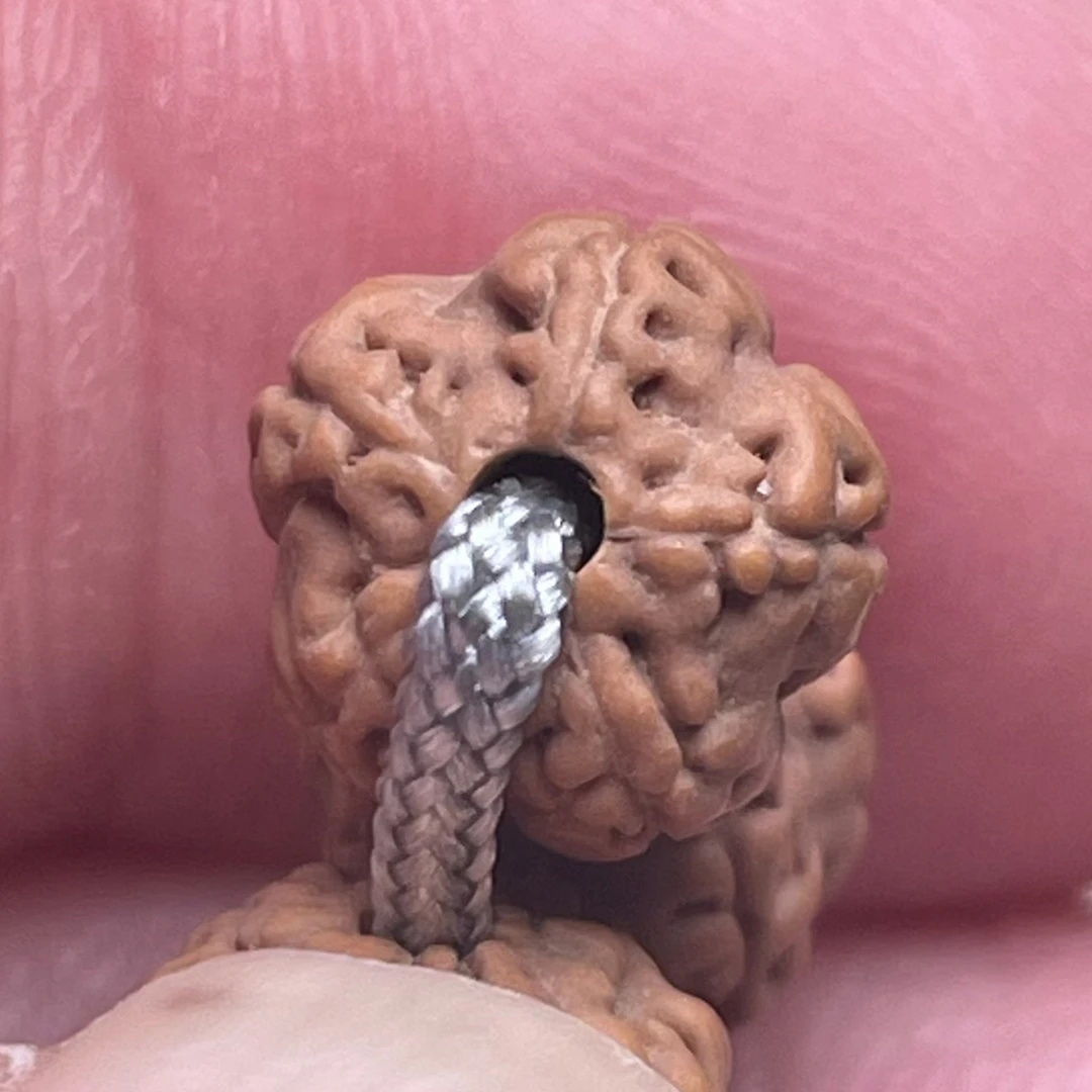 老树梅花脖挂金刚菩提