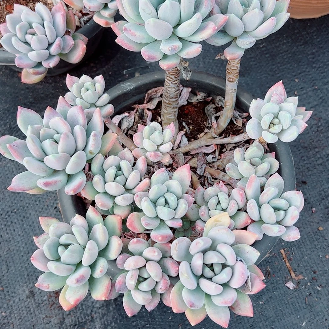 胖美人大群，一物一拍