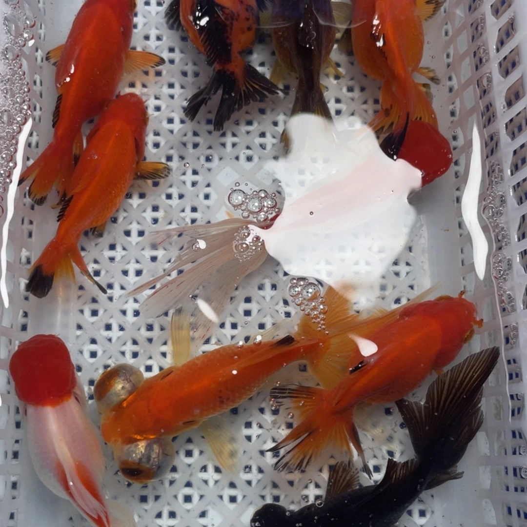 海水鱼花泰狮金鱼61