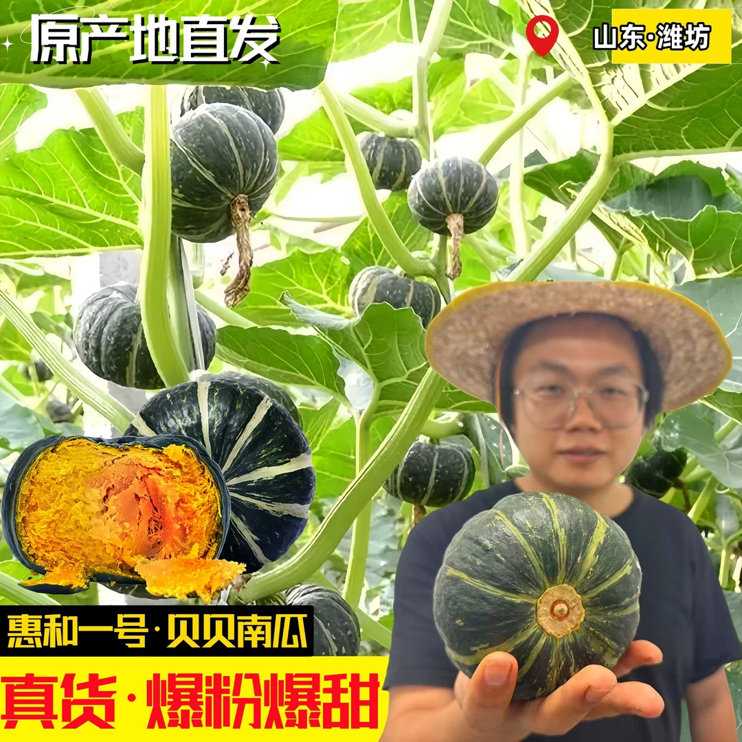 山东惠和一号贝贝南瓜新鲜板栗味老南瓜正宗甜粉糯小南瓜辅食蔬菜