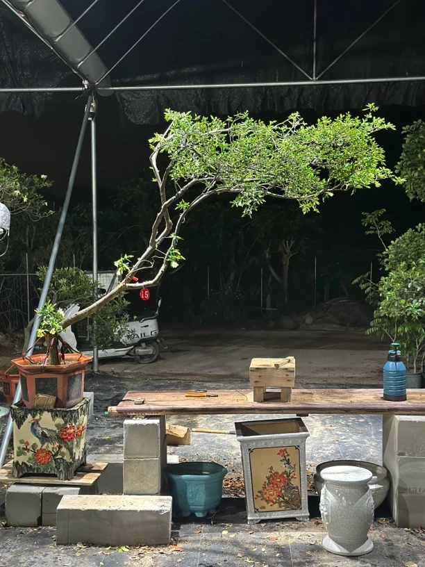 游龙落地海岛栀子花茶空间庭院办公室会所