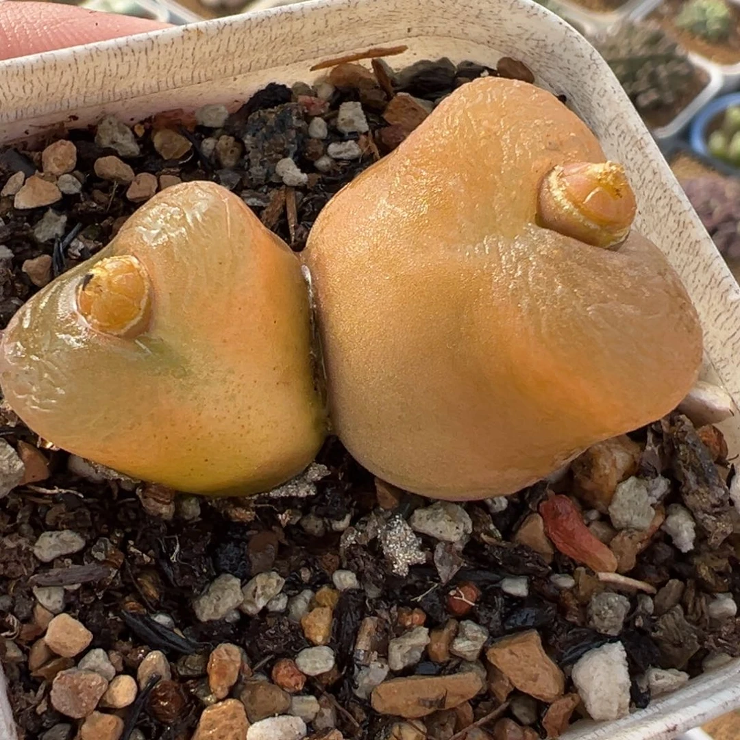 851多肉植物种类多样