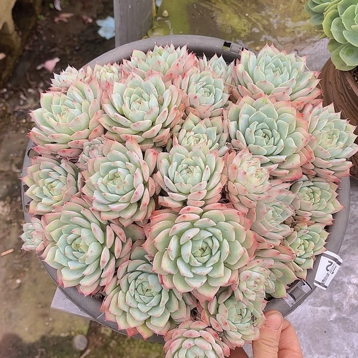 tp不包整10112多肉植物