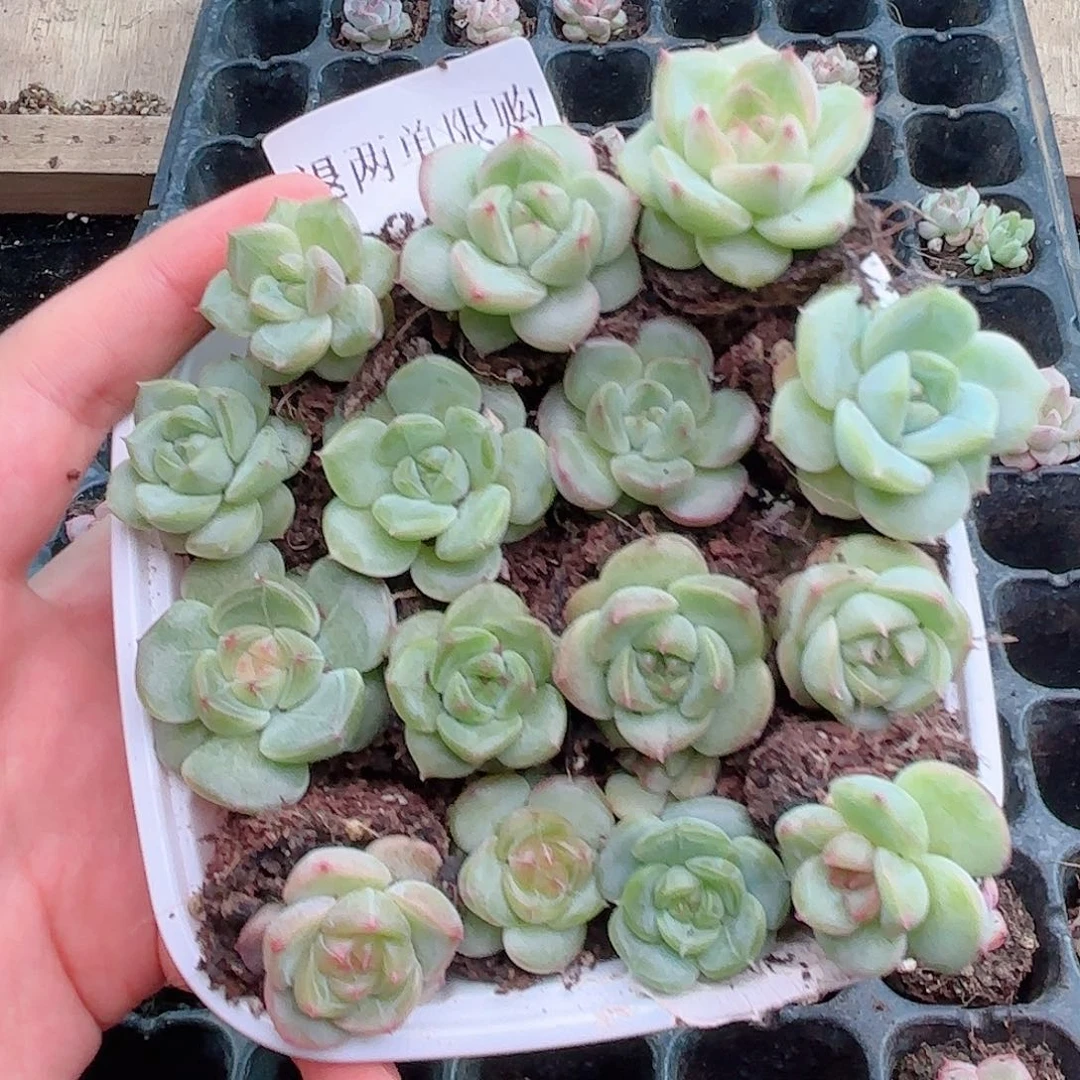 逆*逆353 尺寸1.5到2厘米 新疆西藏内蒙不发货