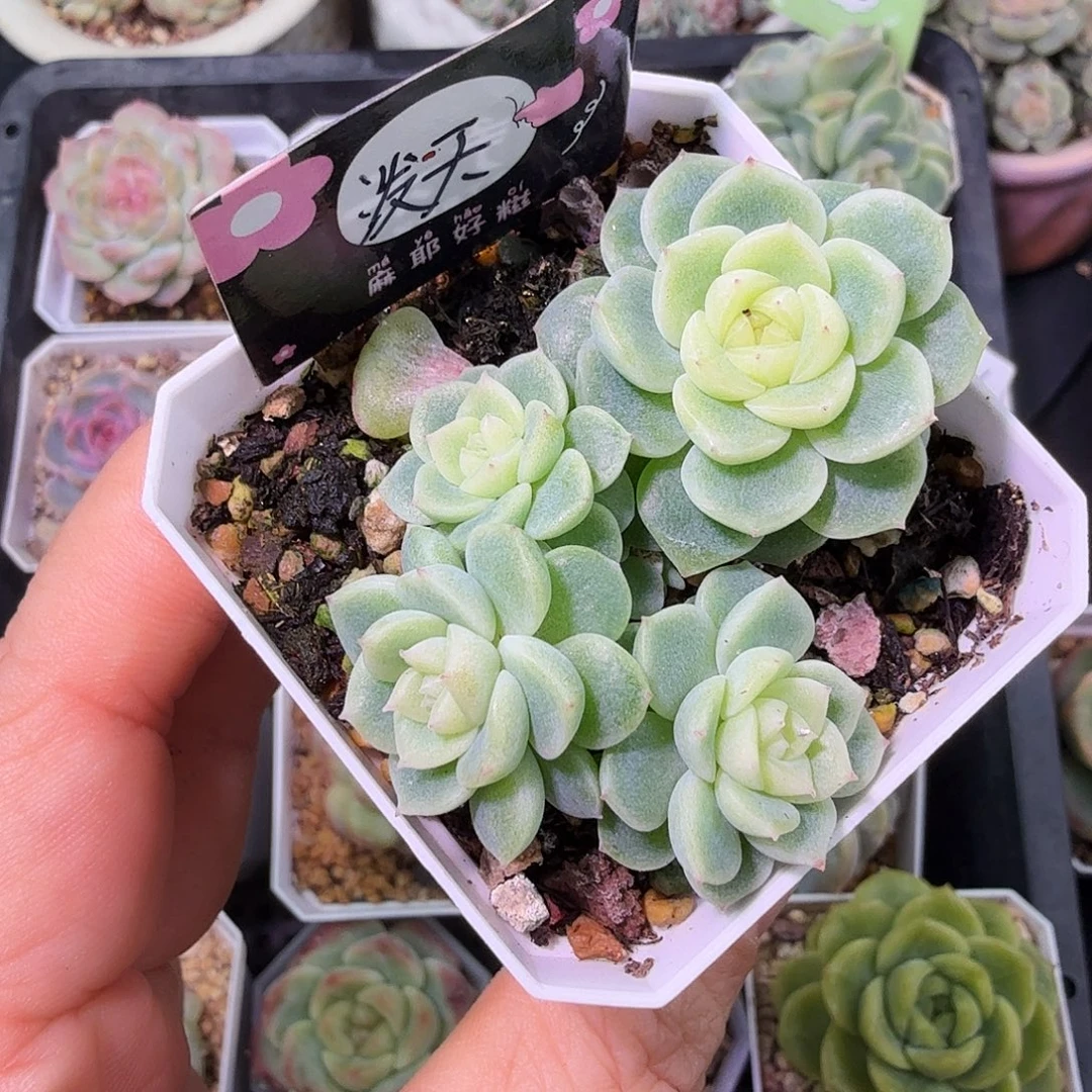 开播福利泼天财富密码