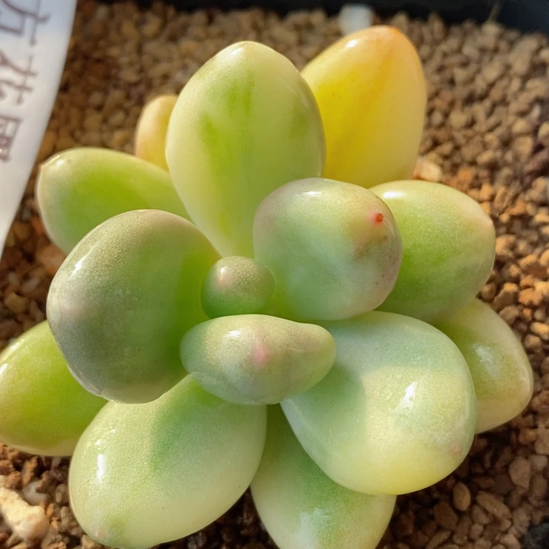 16奶酪锦     小方花圃一物一拍