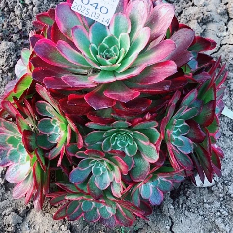 3.14-40粉花妖多肉植物