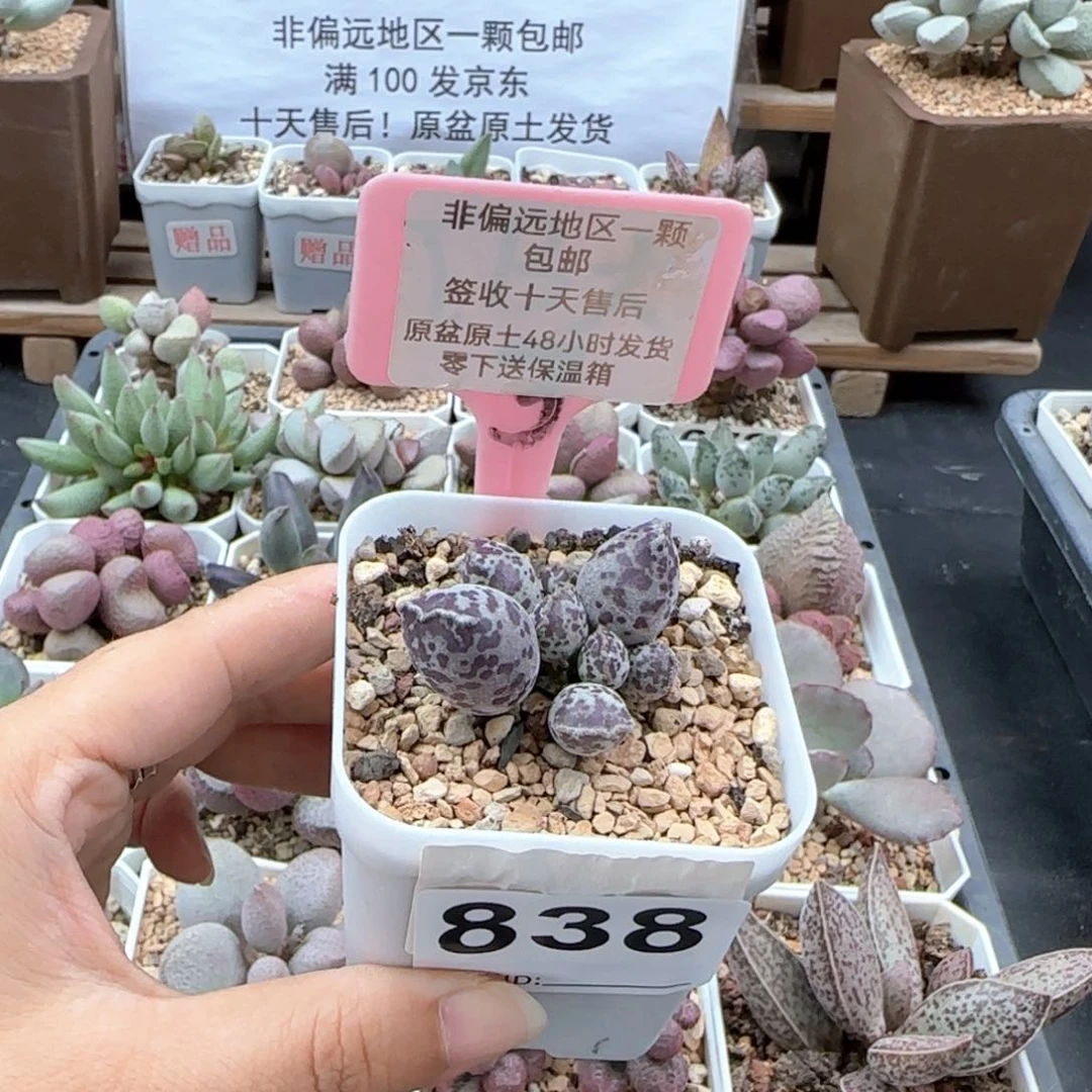 838达摩海报多肉植物