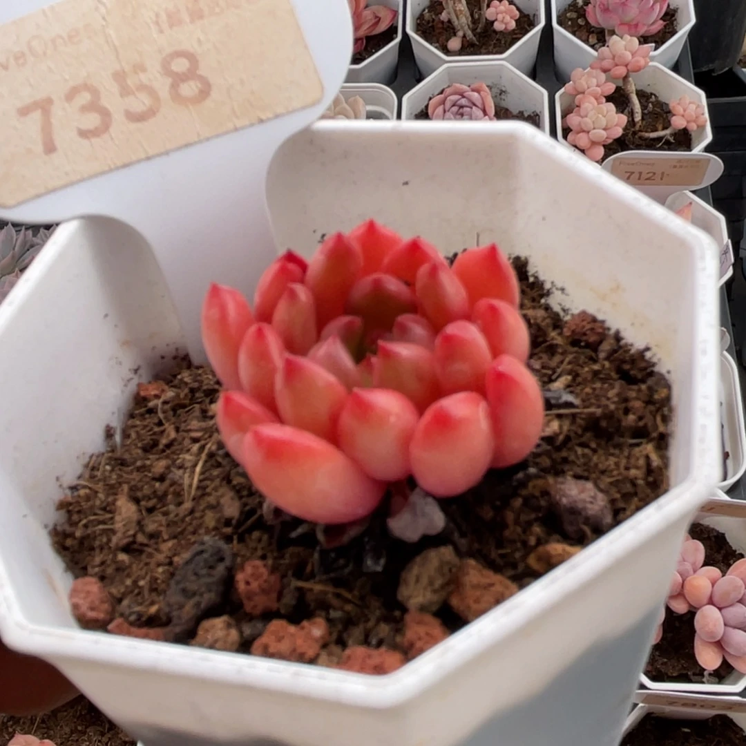 鸡血红宝石7358-3.0厘米