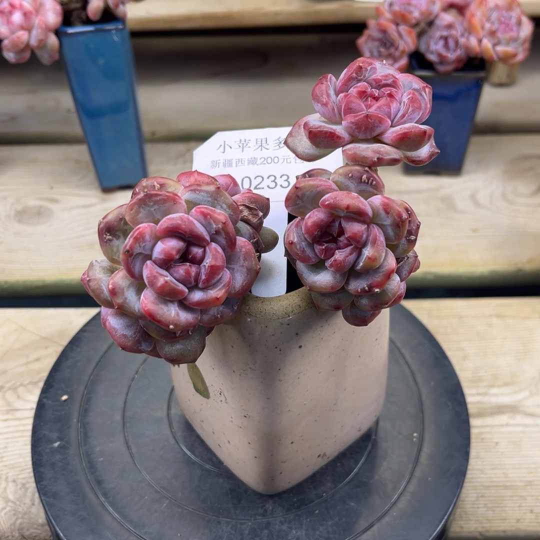 绿底紫心233/11cm6头