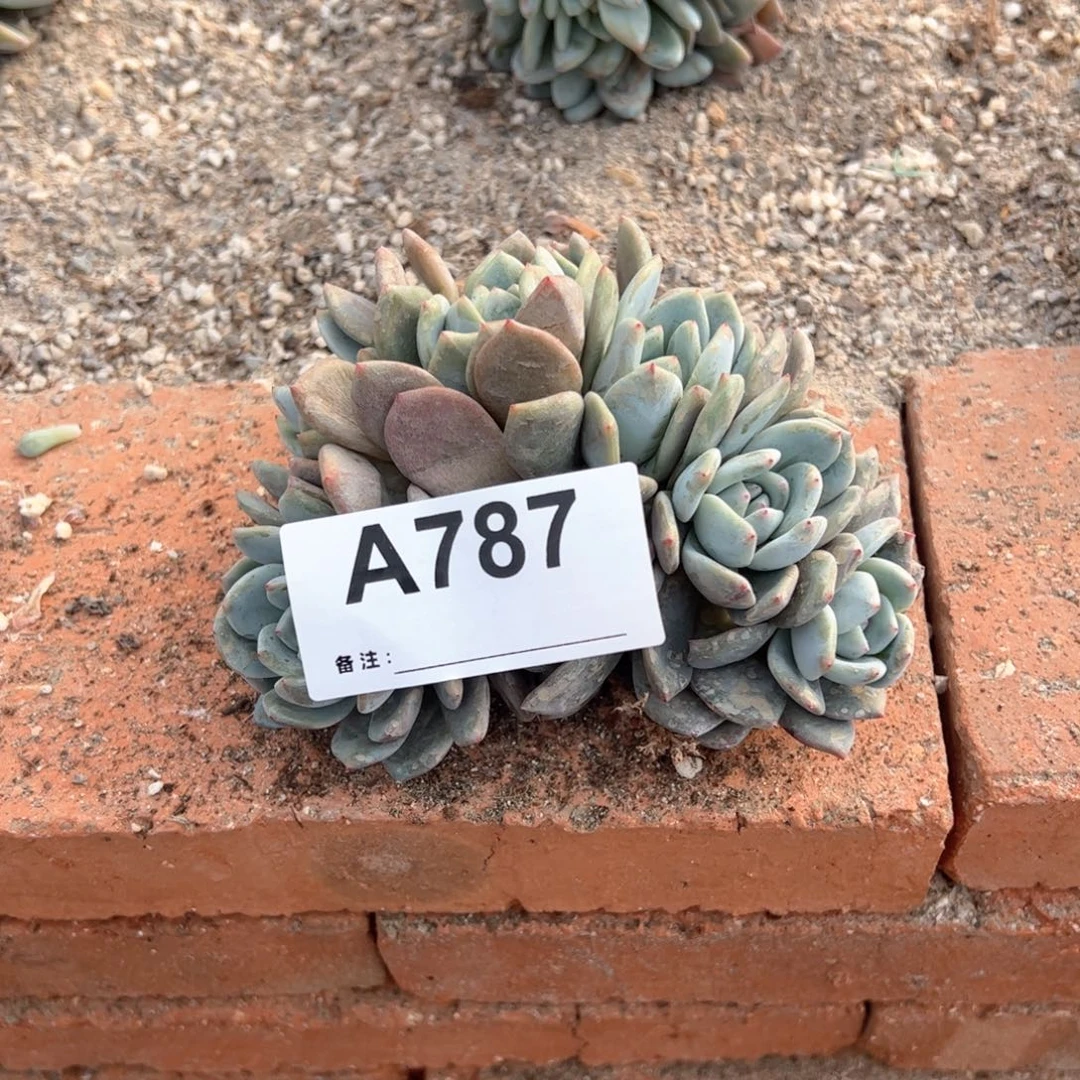 787多肉多肉多肉多肉