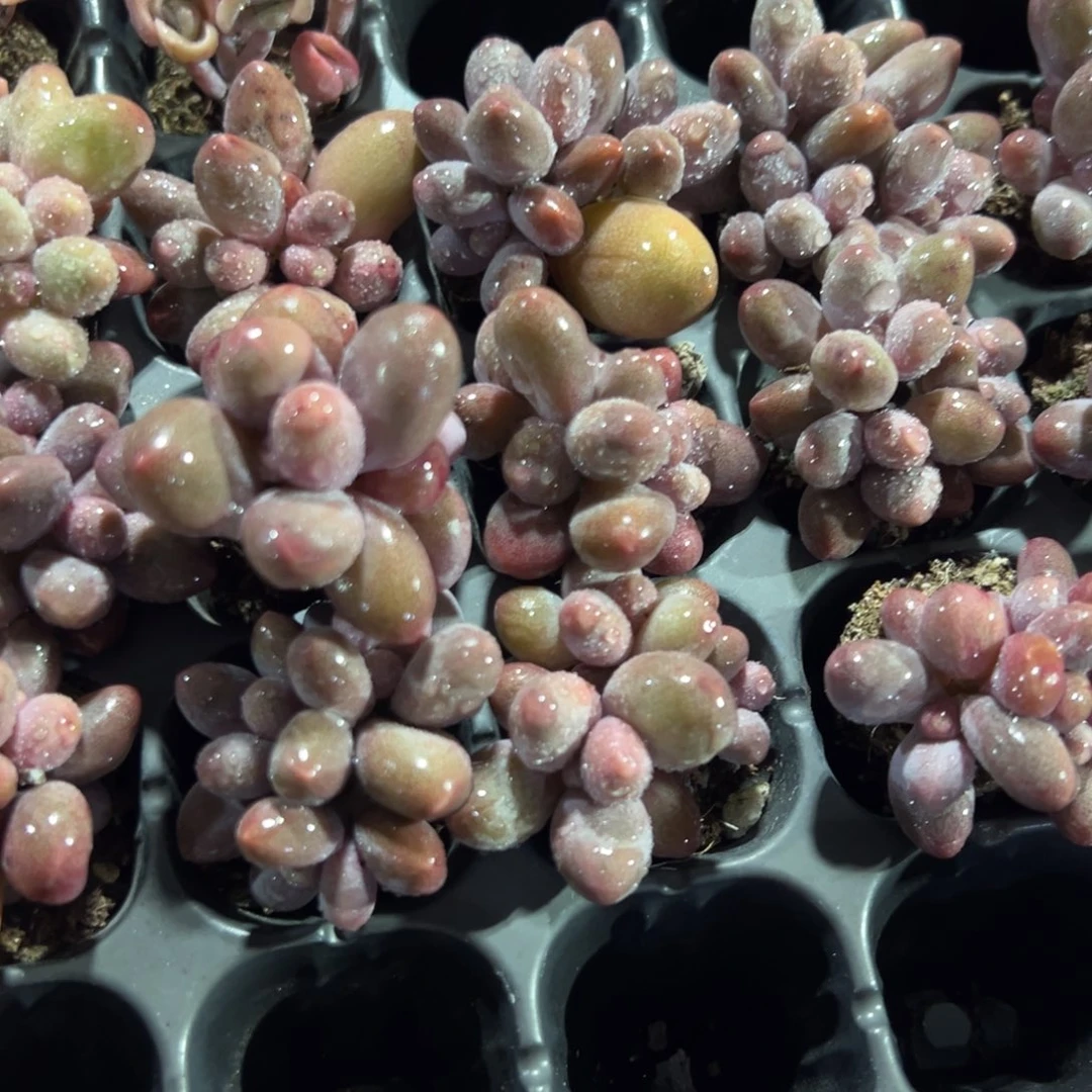 糖果群到手3颗 量拍多肉