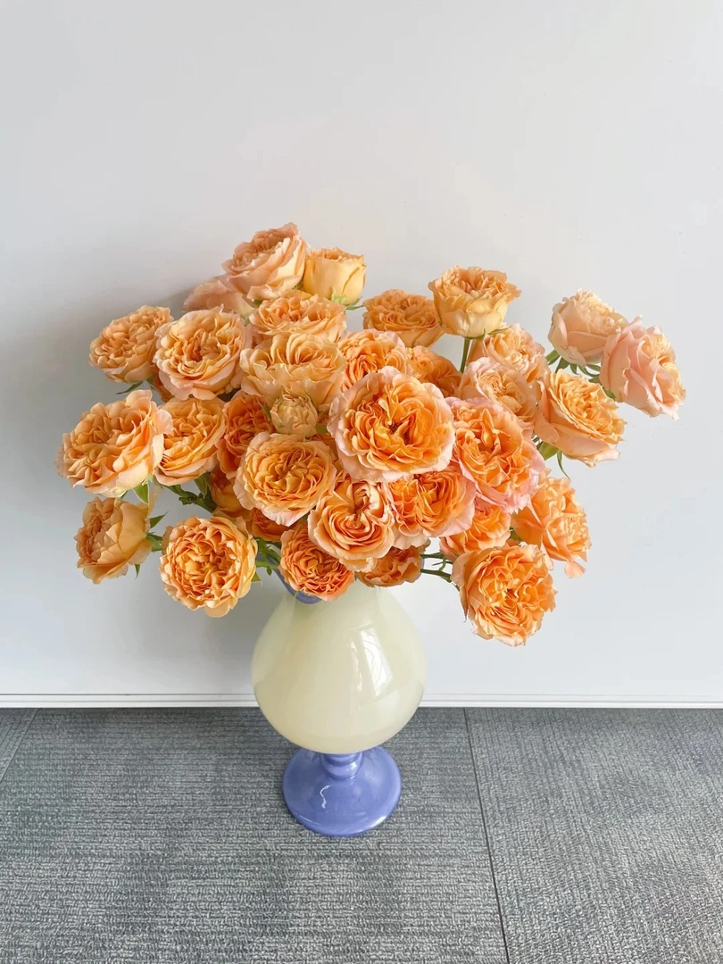 【半岛花铺】（带包装醒花）杏色蕾丝 稀有多头玫瑰 花期久 开放度高