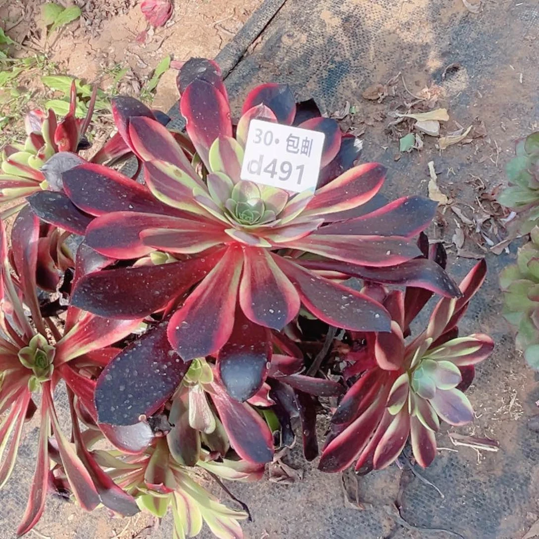 491欧嘉莉多肉法师