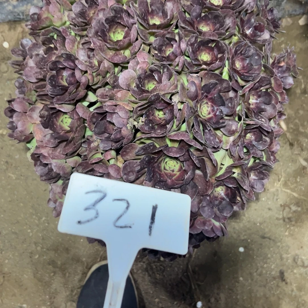 多肉植物紫罗兰法师321
