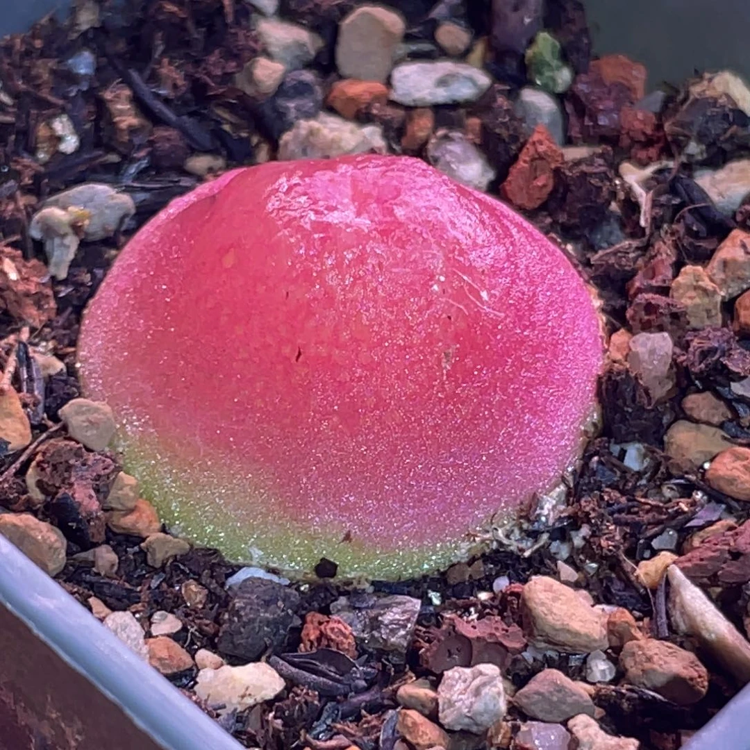 灯泡植物一物一拍