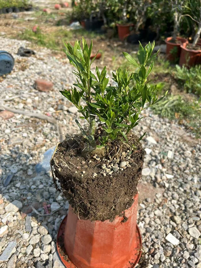 原生矮霸喜黛玉栀子花小盆景