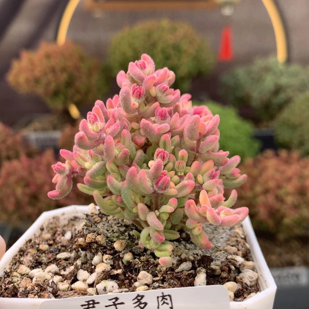 *️**436红宝石锦。