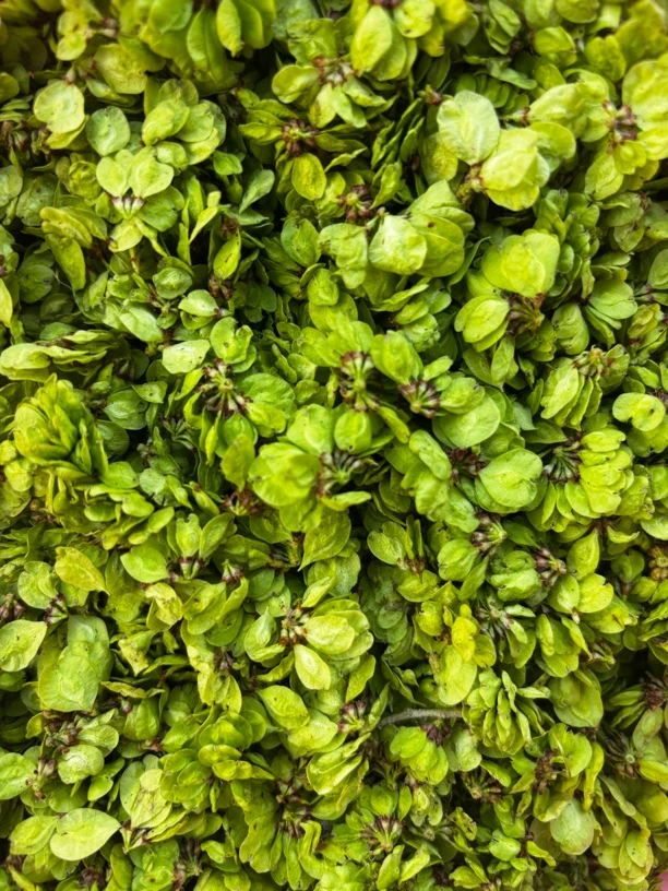 新鲜榆钱野生榆树钱儿天然榆树钱儿榆钱串儿现摘坏单包赔