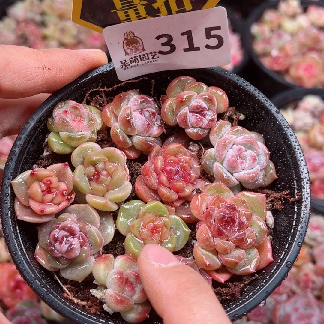 多肉植物多肉植物