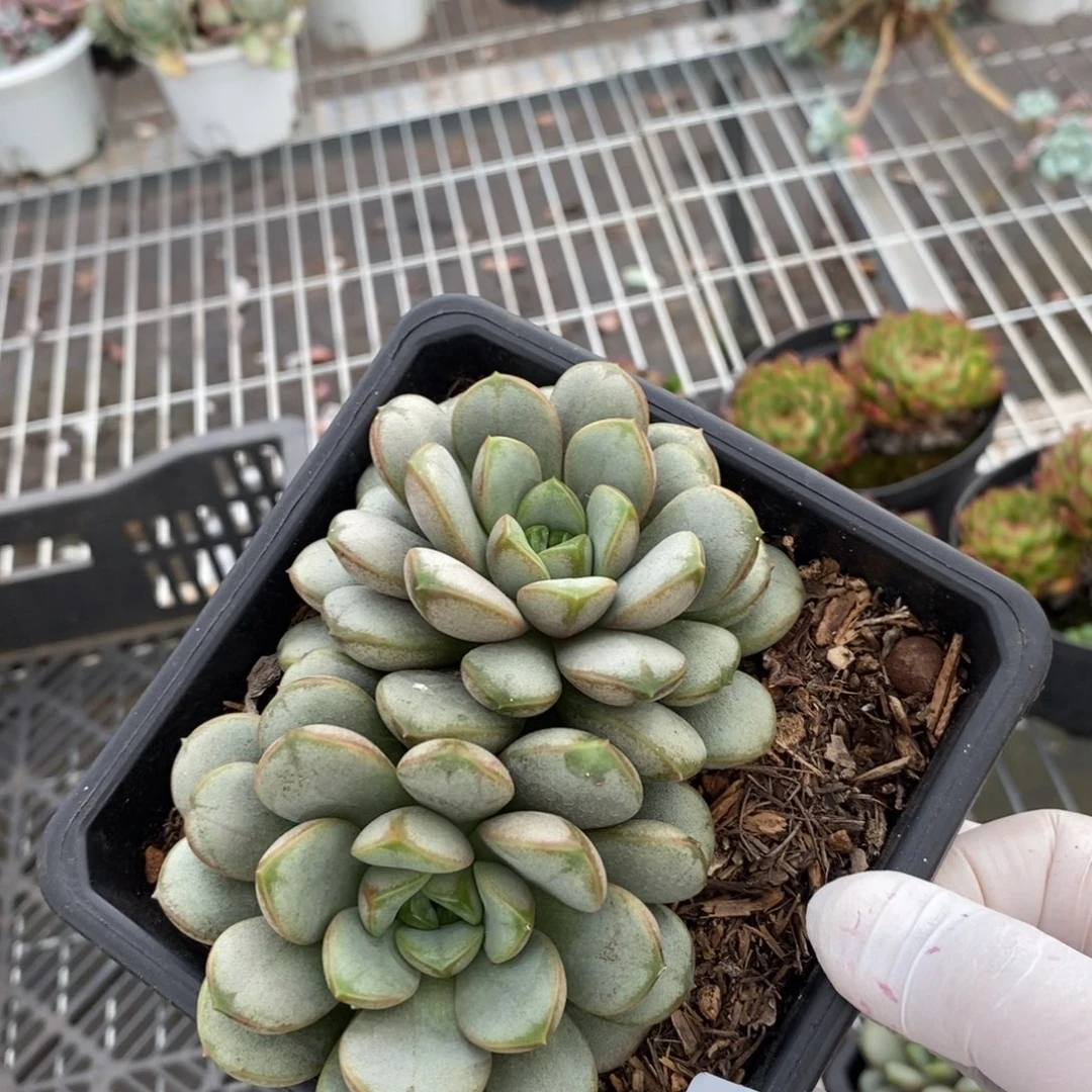 5031葡萄一物一拍