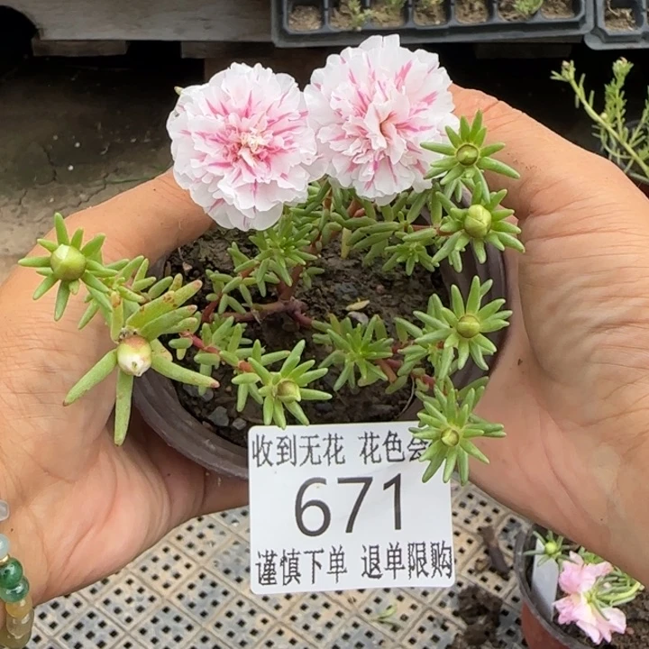 无花朵671超小苗盆口10cm