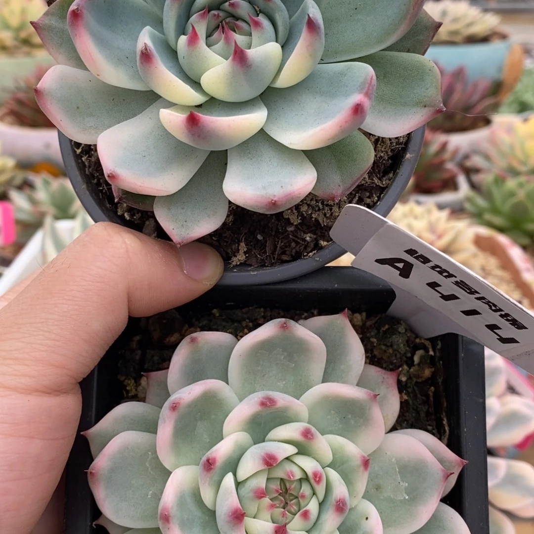 ****࿐414吉娃娃锦锦锦锦锦锦