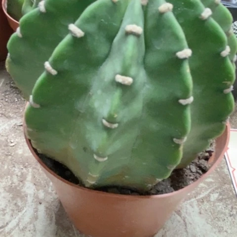 短毛丸仙人球15米仙人球