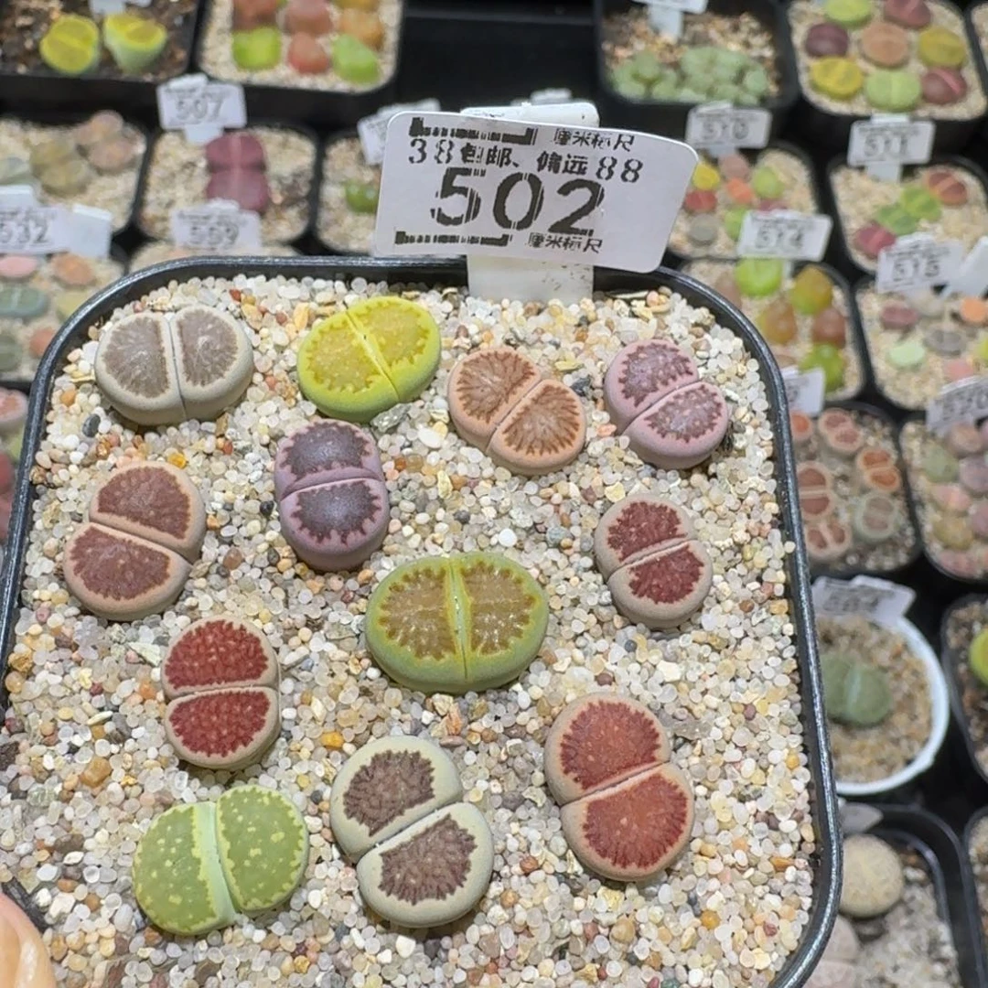 精品生石花sass502