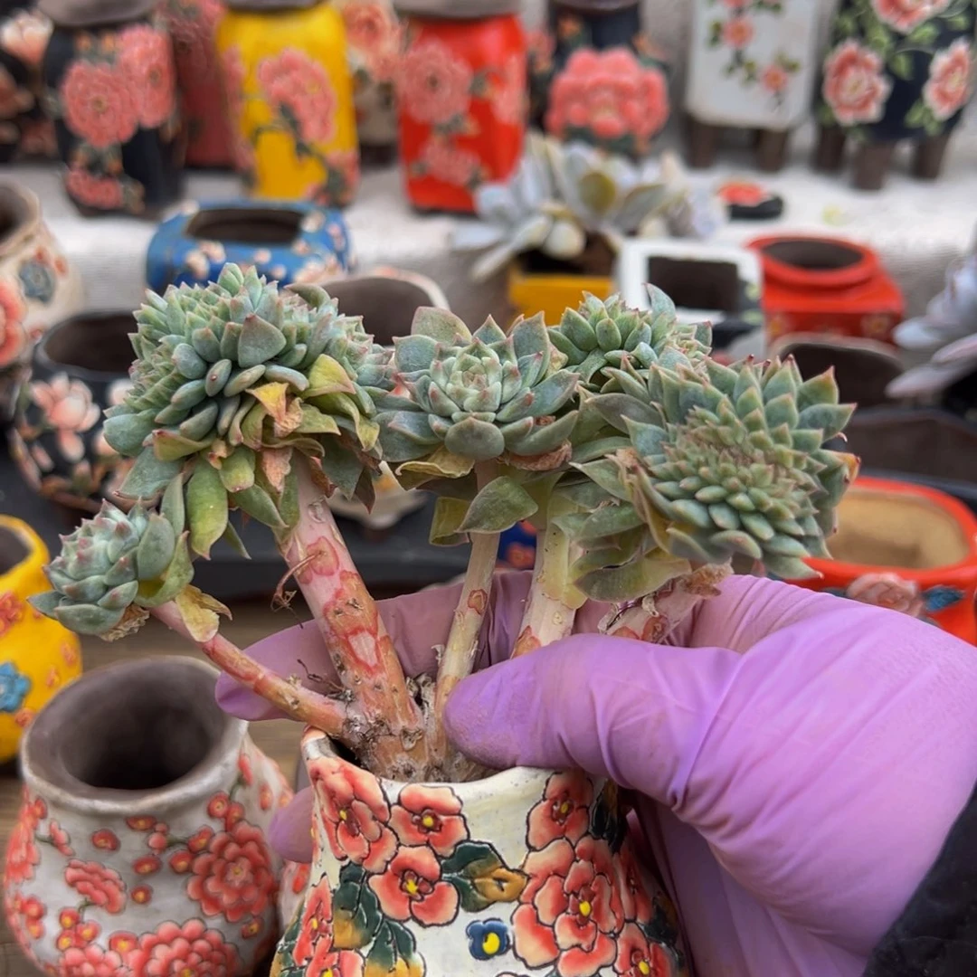 黄钻12头带缀 新年快乐 新年快乐