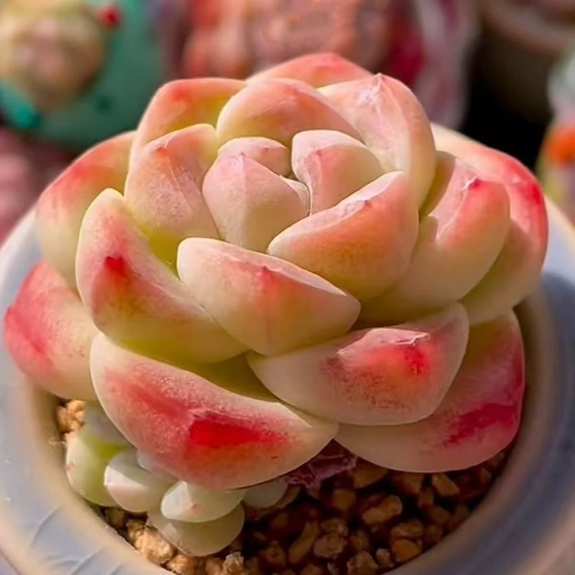 【满9.9包邮】厚梦5cm小白盆带盆多肉植物以直播间展示为主