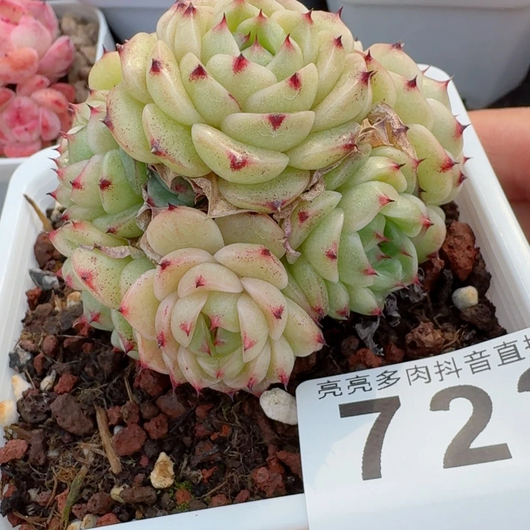 麦秆群生         精品多肉