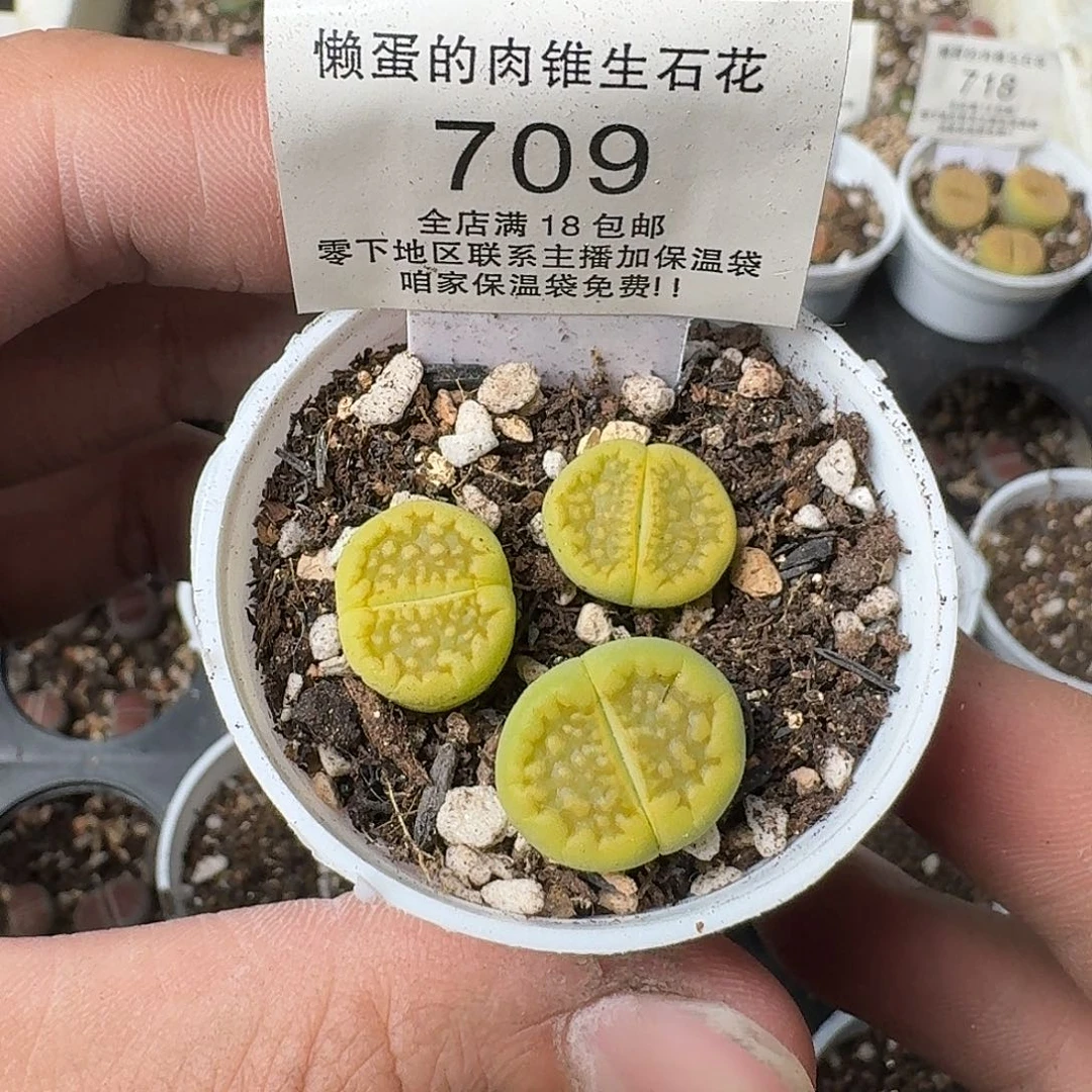 709盆口5公分满18包邮