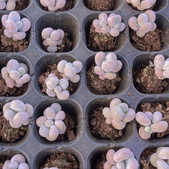 精品彩虹奶多肉植物