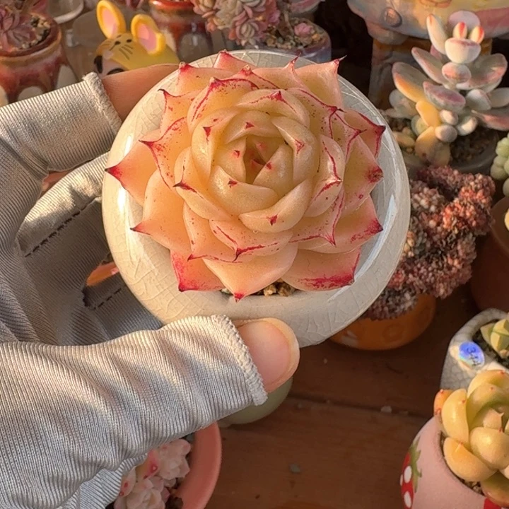 多肉含盆土30元包邮除偏远