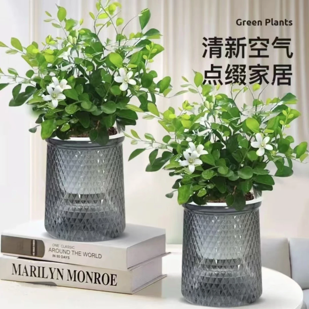 【买一送一】九里香驱蚊浪漫七夕植物观叶花卉绿植办公室开花飘香