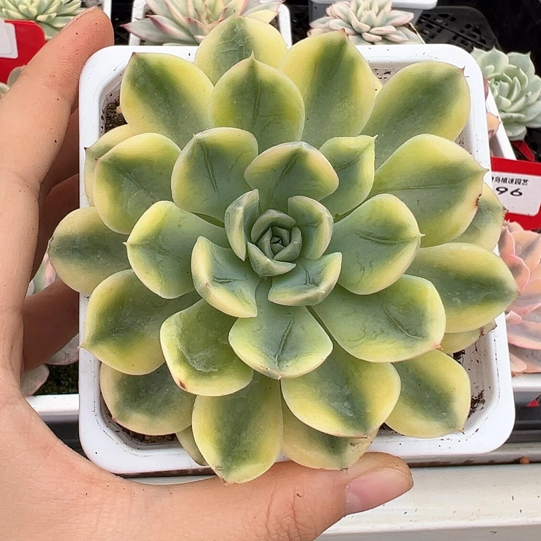 98抹茶菩提锦多肉植物