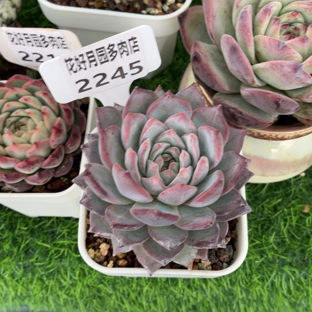 小***）多肉植物2245…………