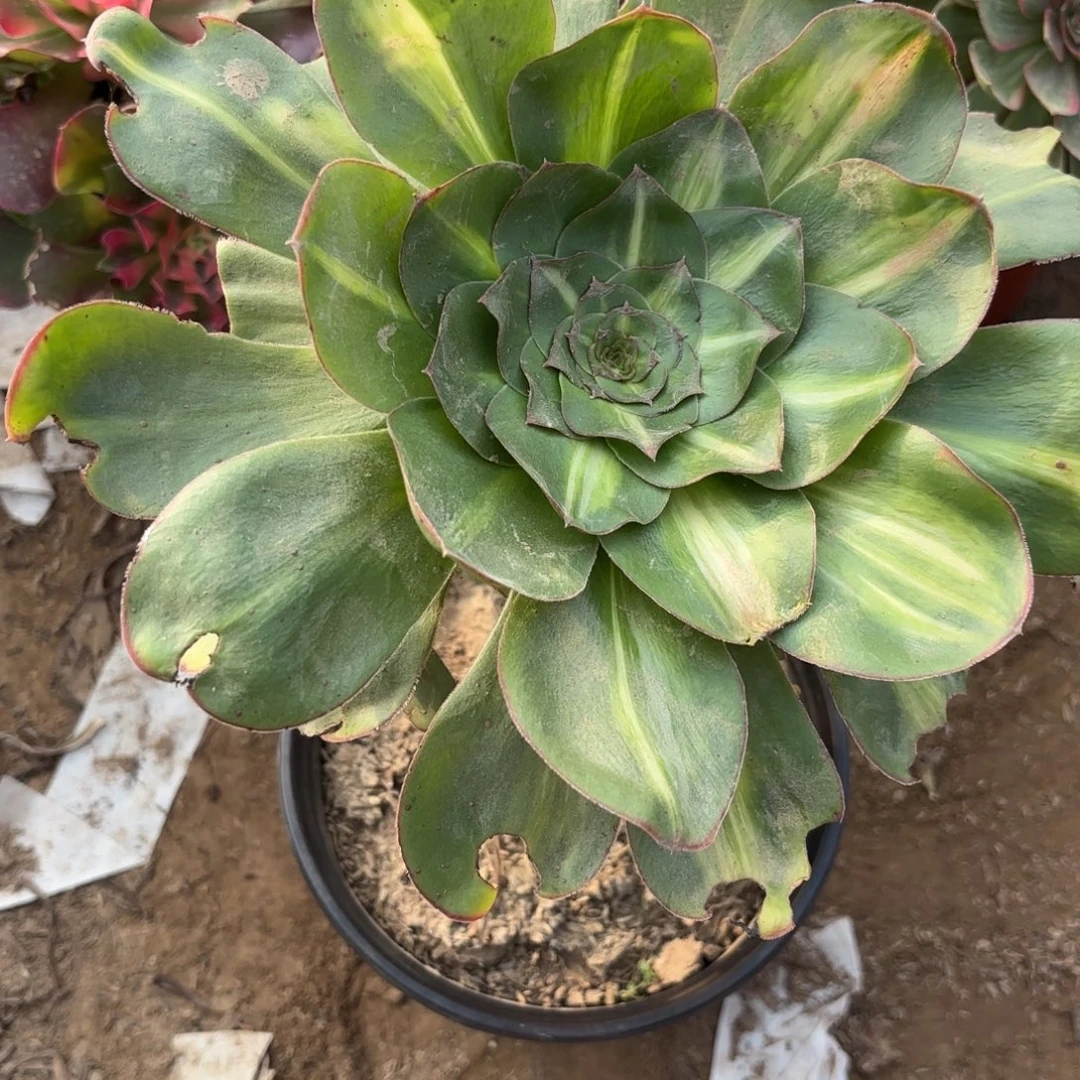 M. 1025燕姿中班多肉，ca